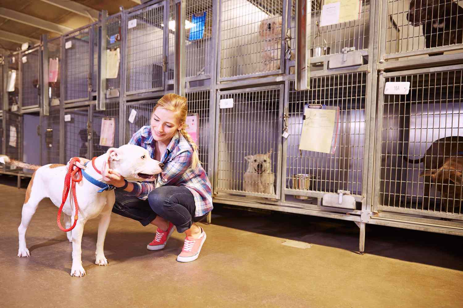More Dogs, Cats Killed in . Shelters Last Year, the First Increase in 5  Years | Daily Paws