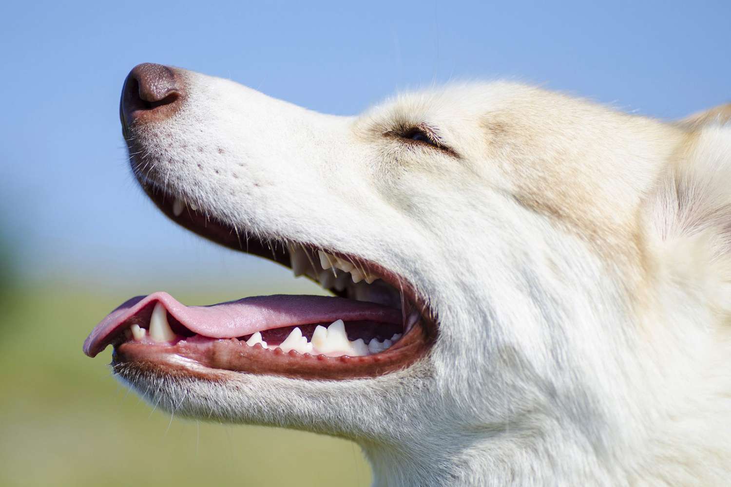 Canine Teeth: How Many Teeth Do Dogs Have? | Daily Paws