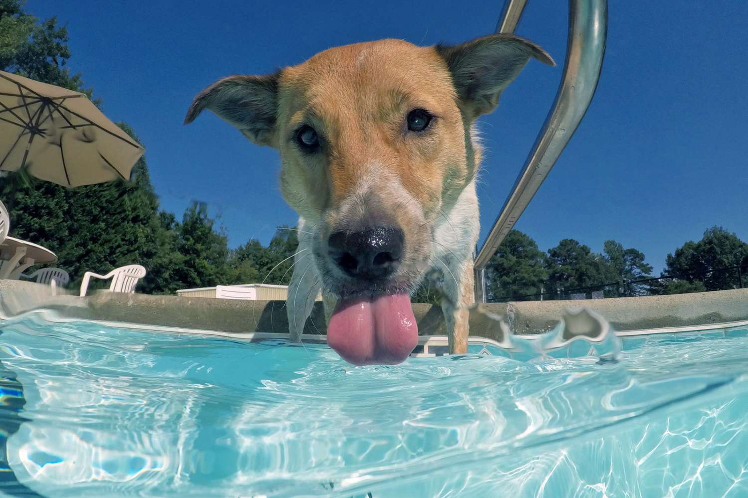 Dog Drinking Pool Water? Here's What To Do | Daily Paws