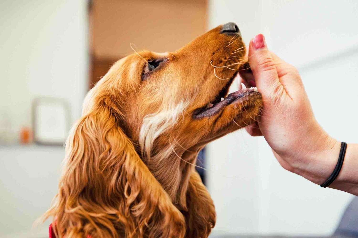 What Can I Give My Dog For Pain? Meds, Supplements, and Therapy Can Help |  Daily Paws