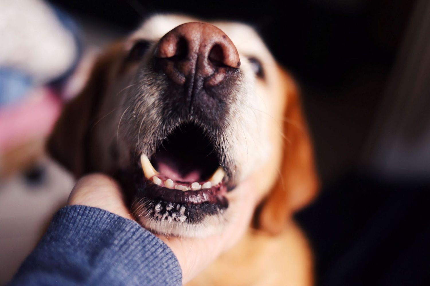What Causes Bad Breath in Dogs & How to Deal With It | Daily Paws
