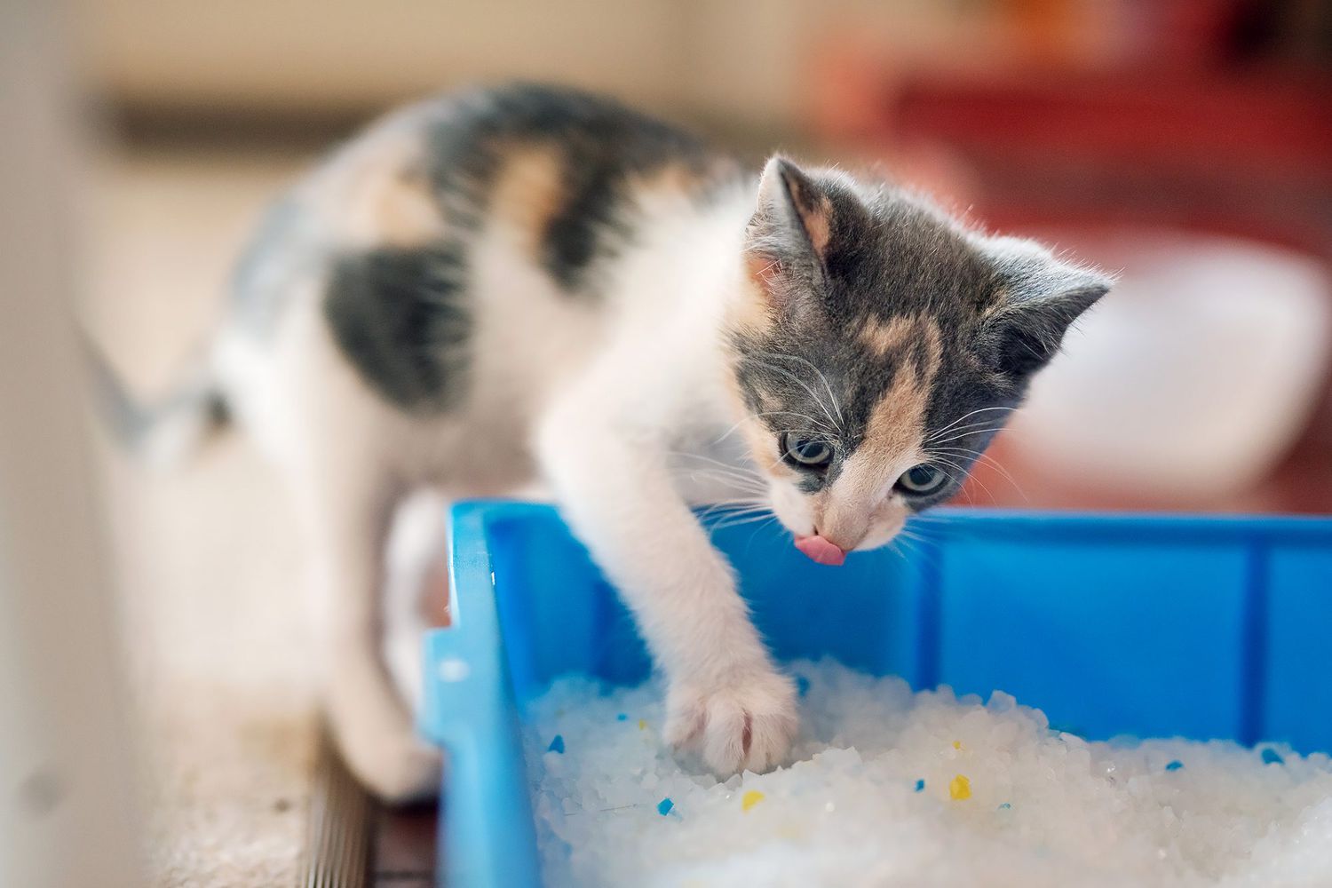 How Do Cats Know How To Use The Litter Box? 