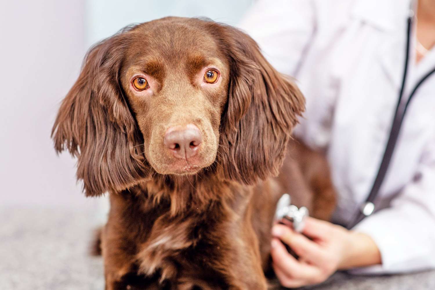Congestive Heart Failure in Dogs: Causes, Signs, Diagnosis, Treatment |  Daily Paws