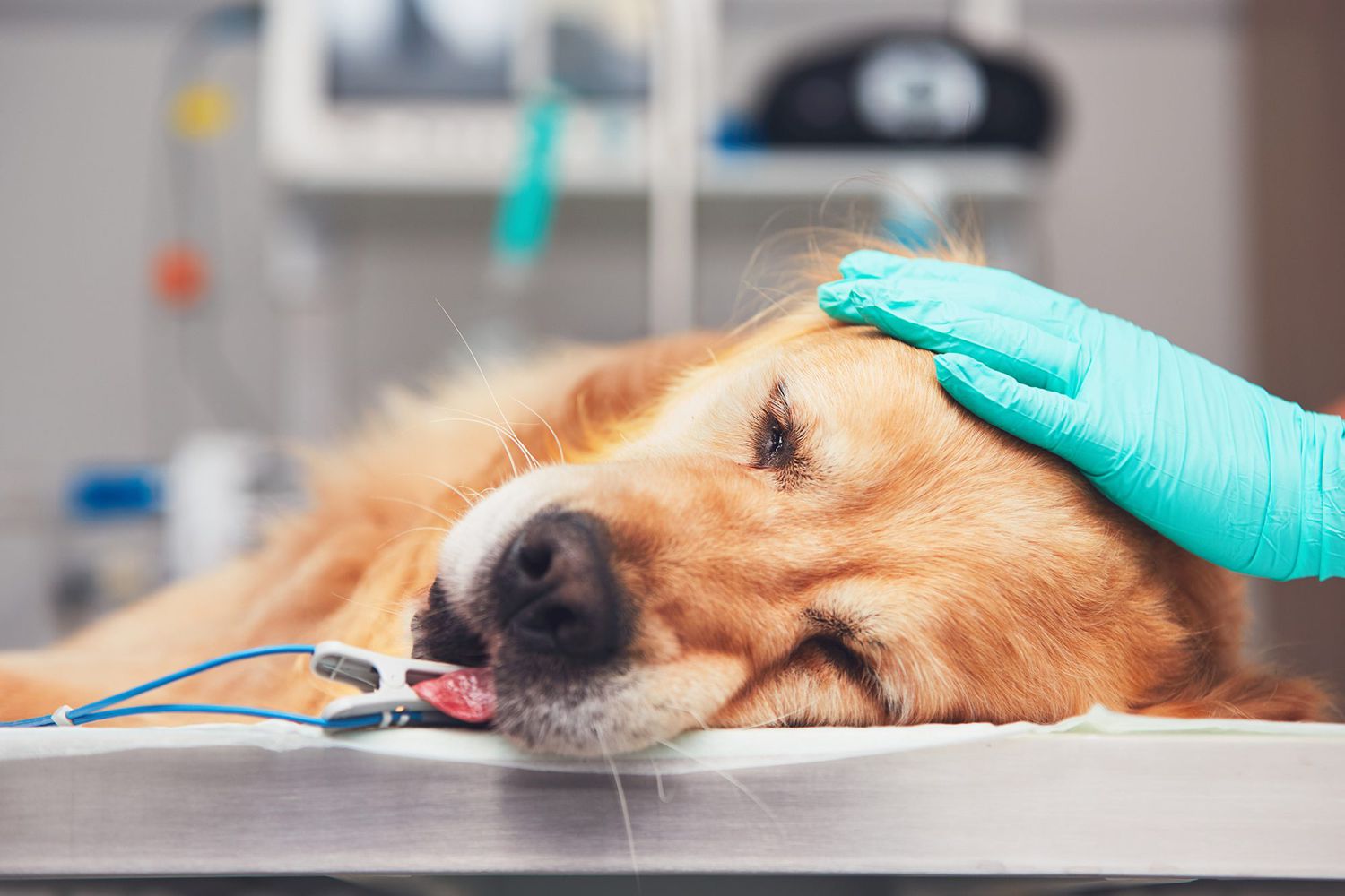 Dog Anesthesia: Safety, Side Effects, and Recovery | Daily Paws