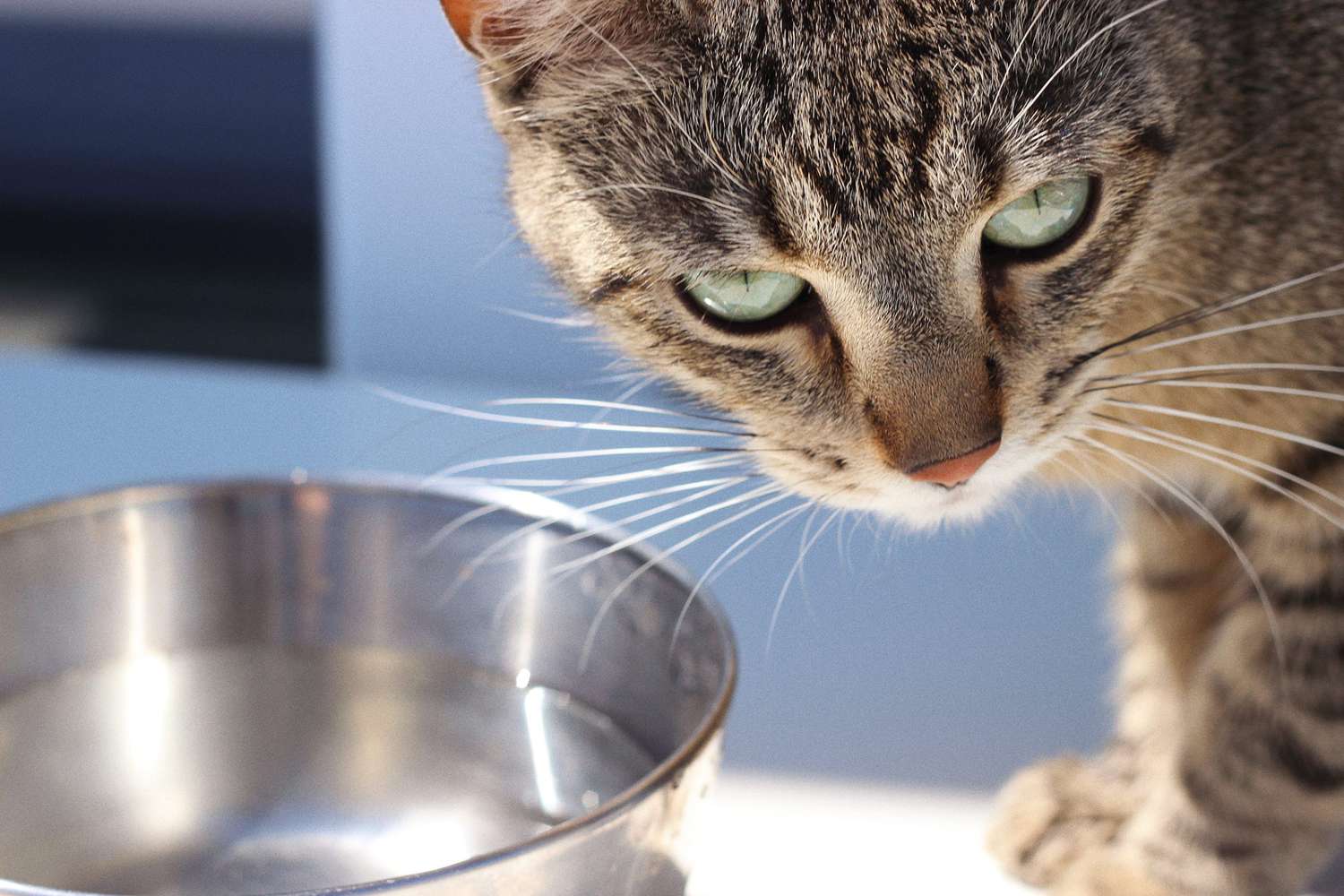 How Long Can Cats Go Without Water? A Day at Most | Daily Paws