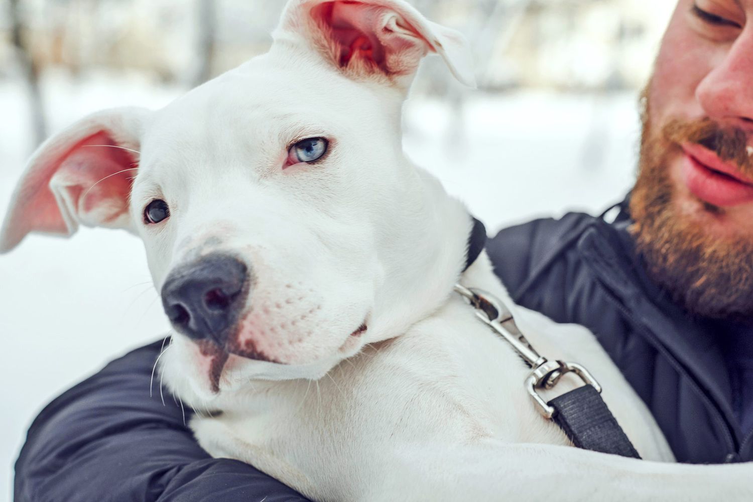 The 5 Types of Pit Bull Dog Breeds | Daily Paws
