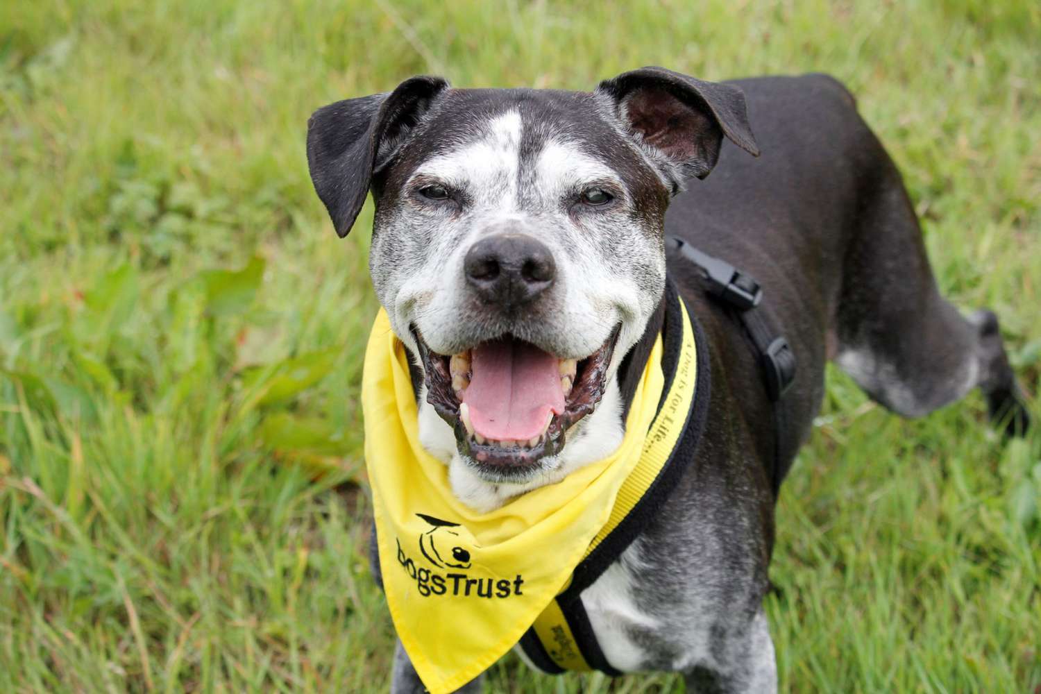 Ty the 22-Year-Old Dog Finds Forever Home in Great Britain | Daily Paws