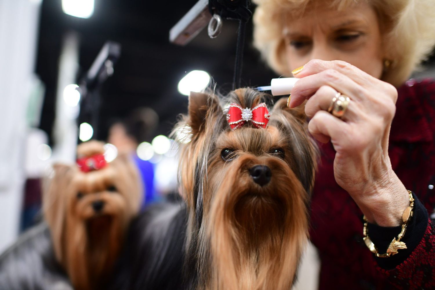 The 9 Best Dog Names at the 2022 National Dog Show | Daily Paws