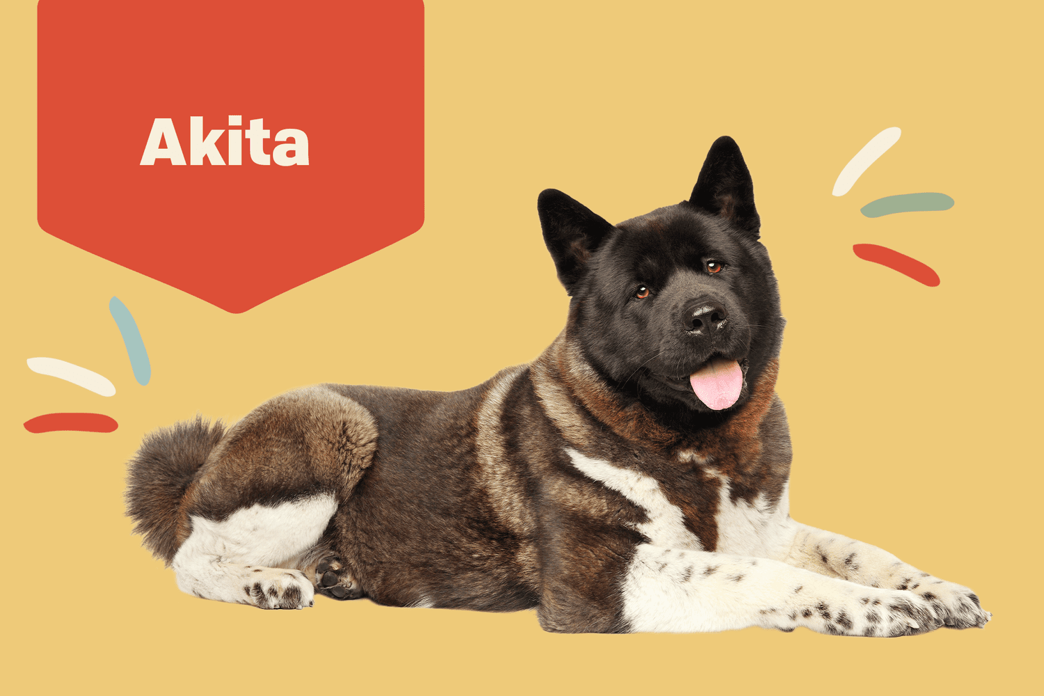 Akita Dog Breed Information & Characteristics | Daily Paws