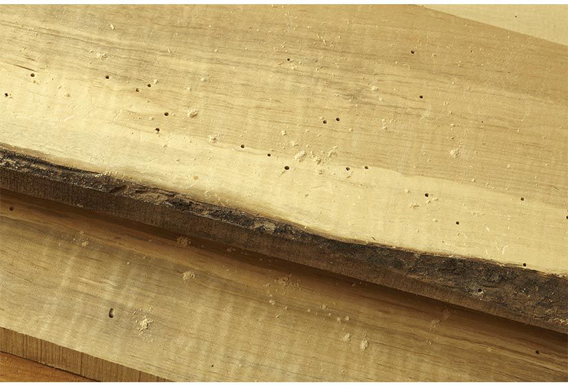 Tiny Powdery Holes In My Stacked Lumber, What Causes Holes In Hardwood Floors