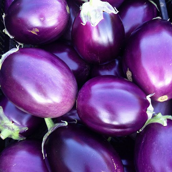 VERY Prolific!!! F1 Hybrid Kermit Thai Eggplant Seeds Thai Eggplant