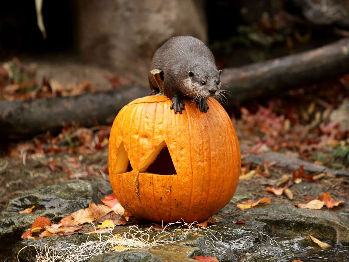 15 Animals Playing With Pumpkins For Halloween Food Wine