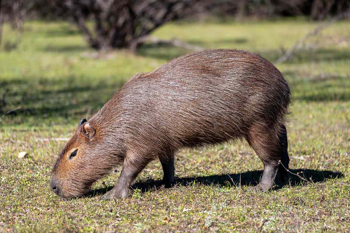 Capybara Capybara